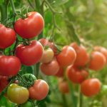 How To Grow And Care For Beefsteak Tomatoes?