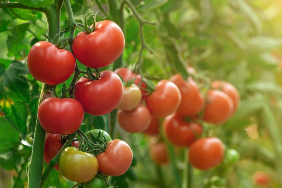 How To Grow And Care For Beefsteak Tomatoes?